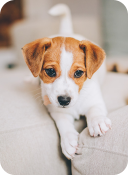 Lisanslı Petshop <br> Ürünleri